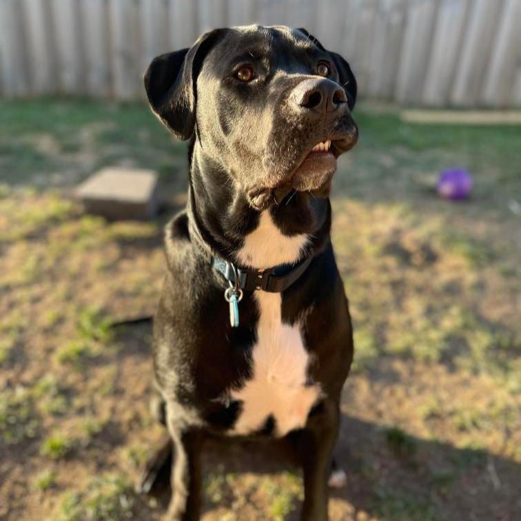 Black and white bull breed dog wearing a black and blue collar with black metal clip.