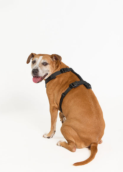 WAGD Dog Harness