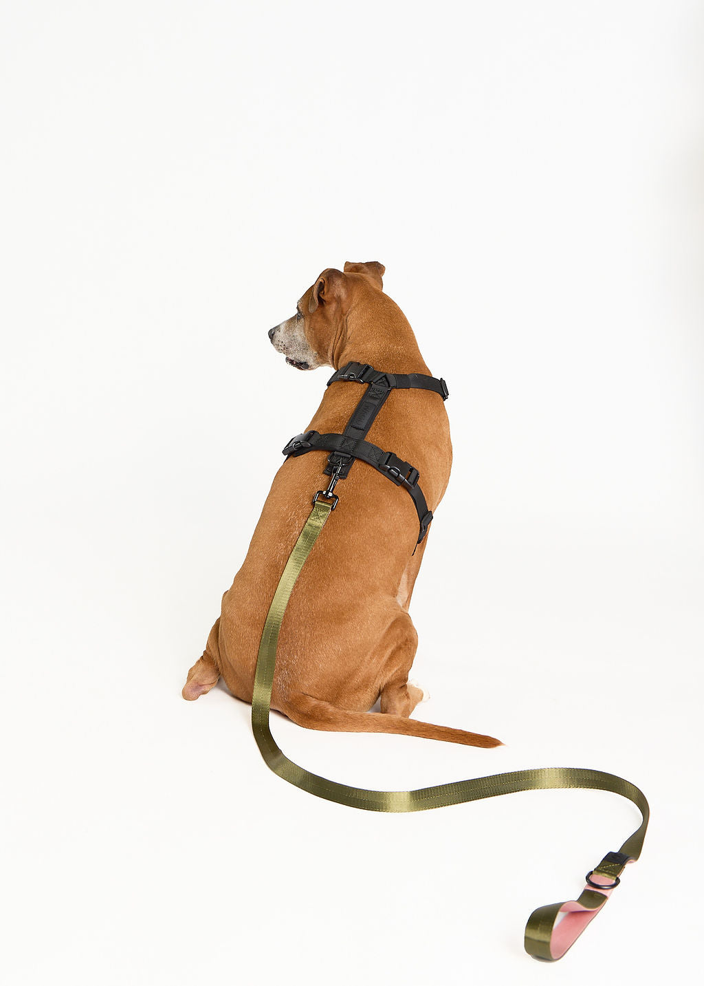 WAGD Dog Harness