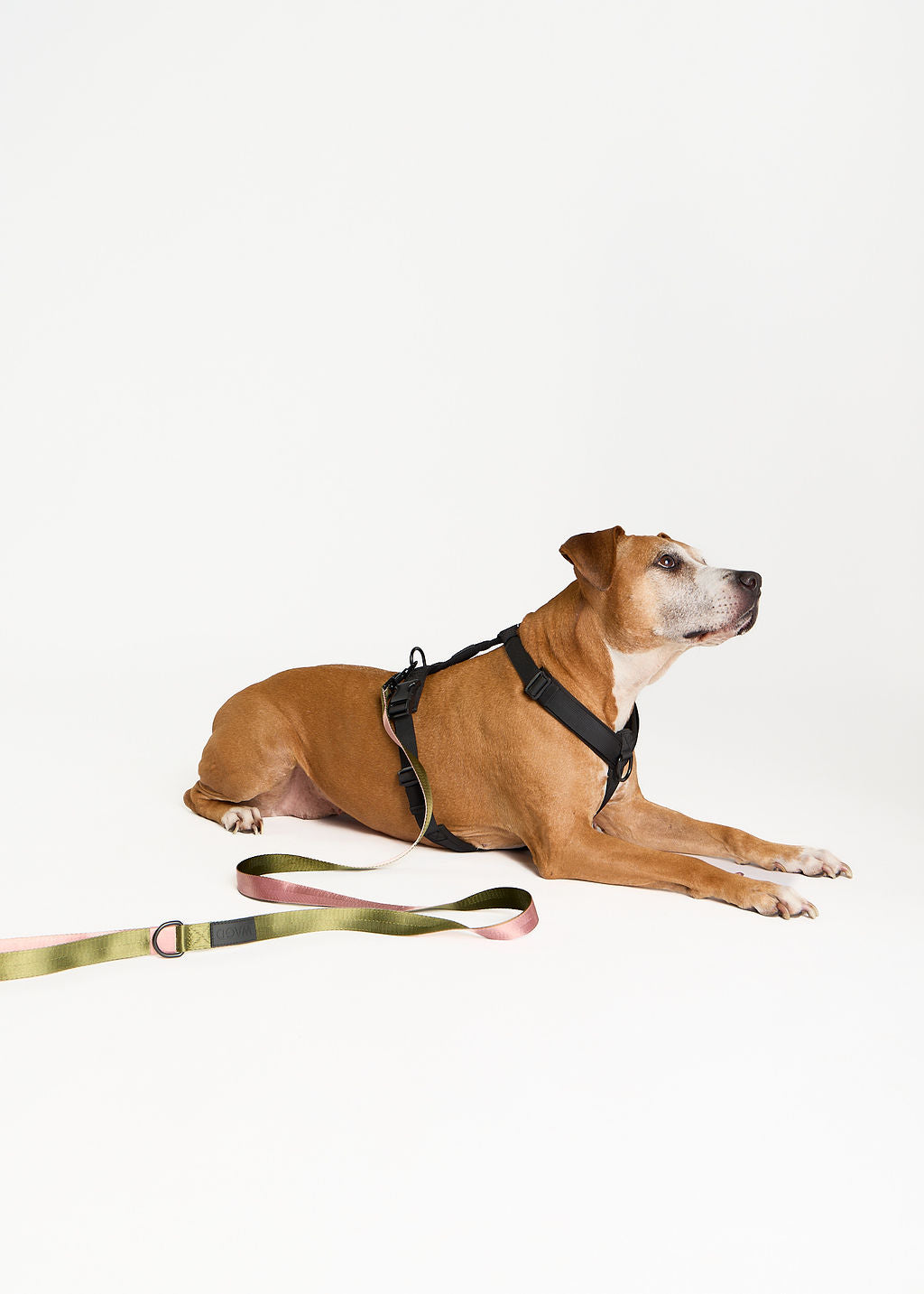 WAGD Dog Harness