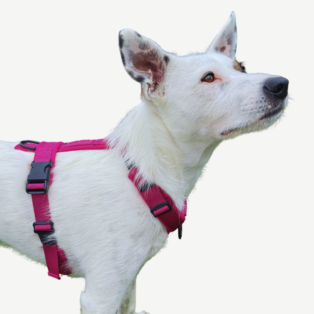 Cloud Comfort Harness