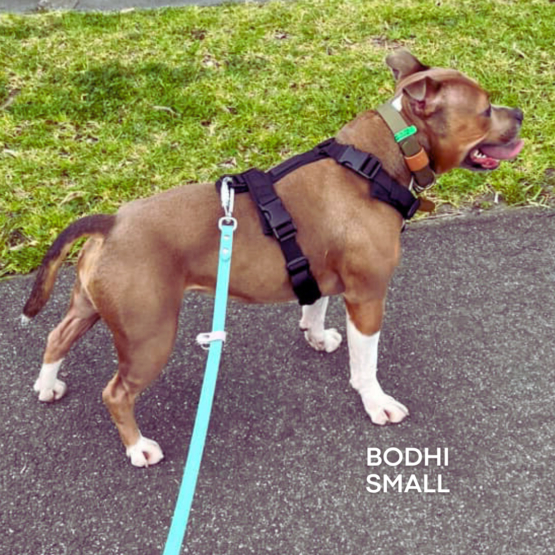 Dog on a leash with 'Bodhi Small' text, standing on pavement with grass in the background in a properly fitted WAGD harness