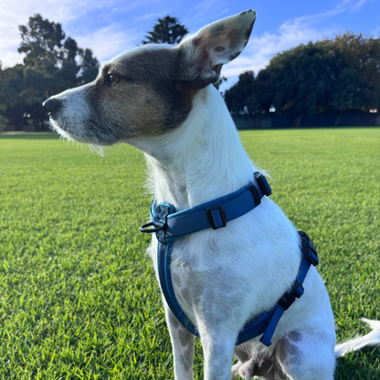 WAGD Dog Harness