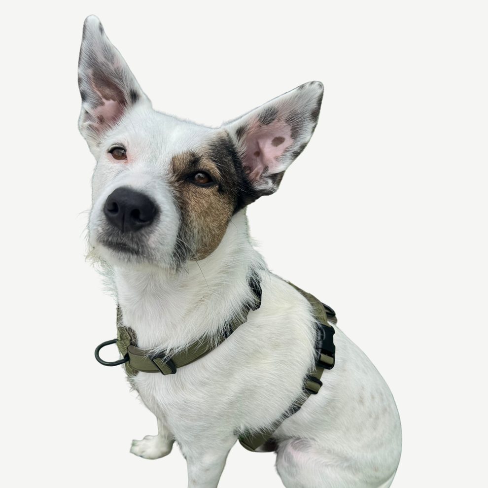 WAGD Dog Harness | Proper Fit & Shoulder Freedom