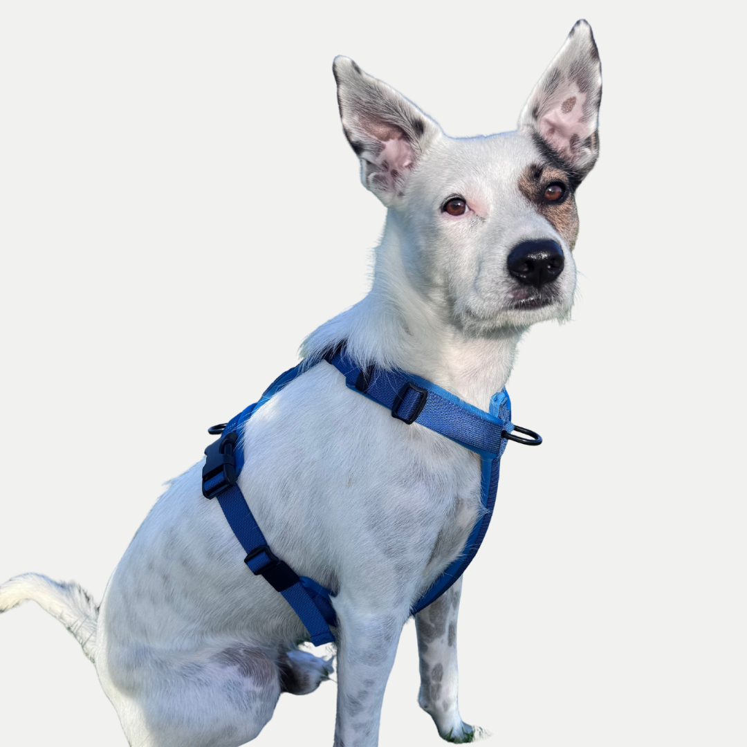 WAGD Dog Harness