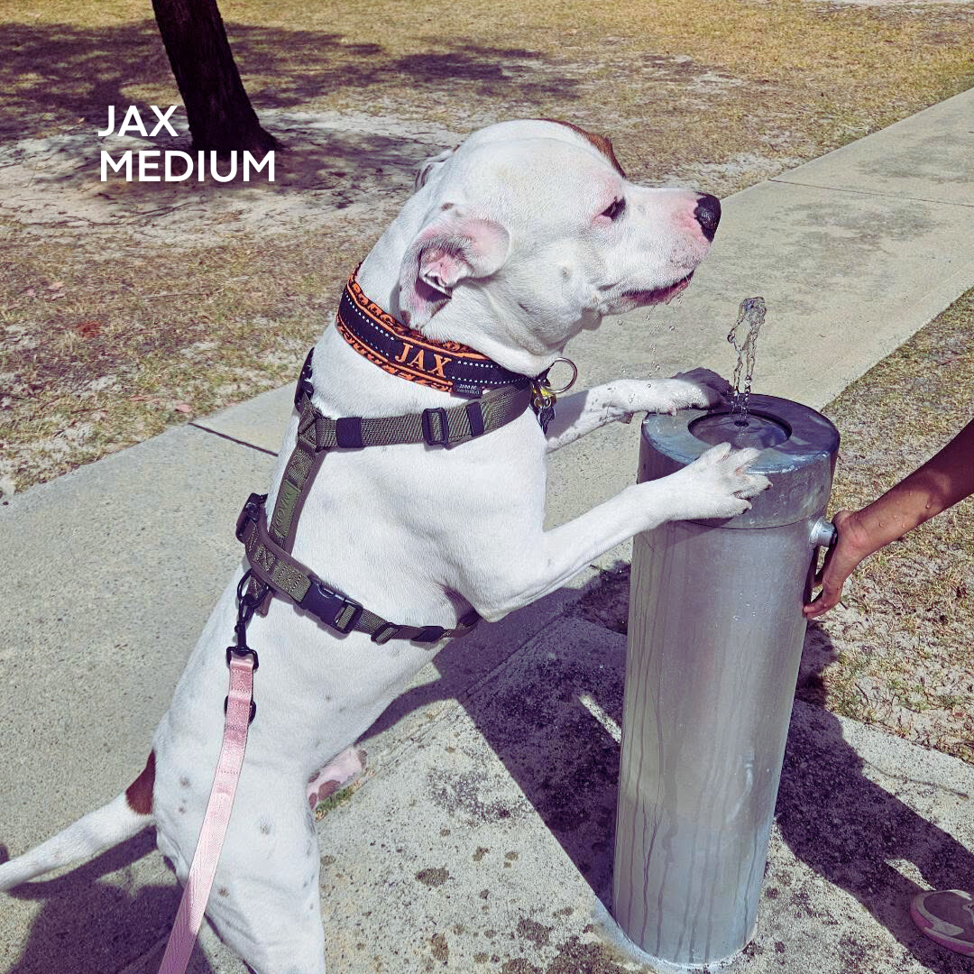 Dog drinking water from a fountain with in a well fitting WAGD dog haness