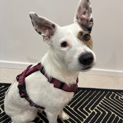 WAGD Dog Harness