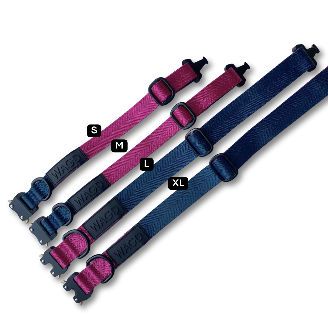 4 dog collars laid flat on a white background side by side. Pink and peacock collars with text S, M, L, XL.