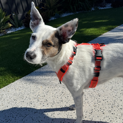 WAGD Dog Harness
