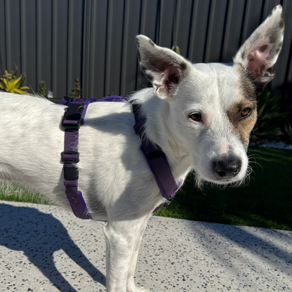 WAGD Dog Harness