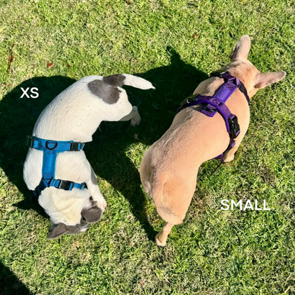 WAGD Dog Harness