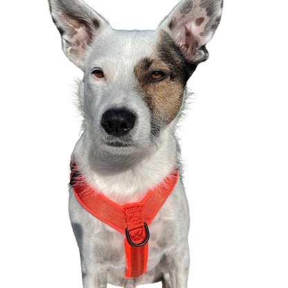 WAGD Dog Harness