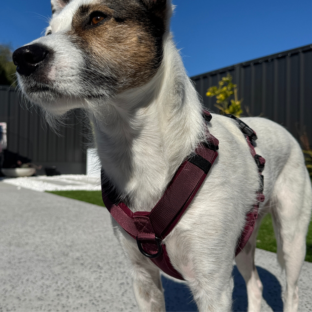 WAGD Dog Harness