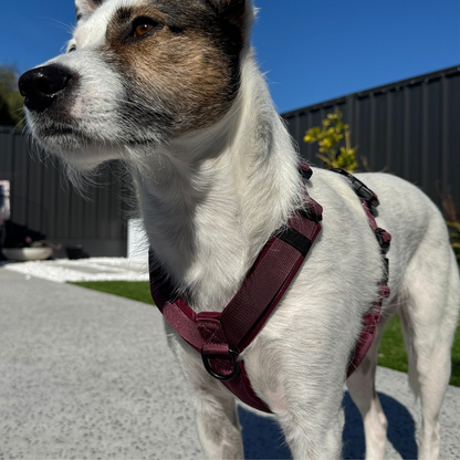 WAGD Dog Harness