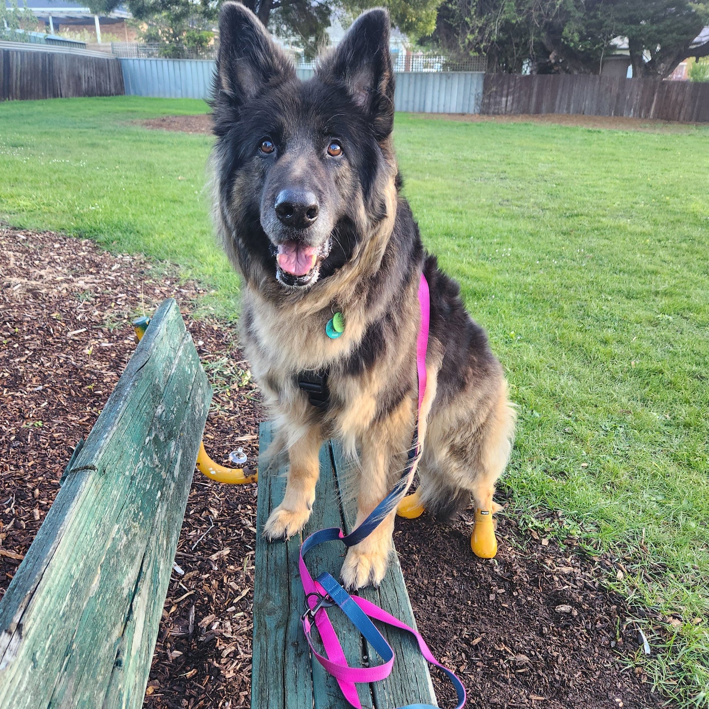 Hands Free Dog Lead