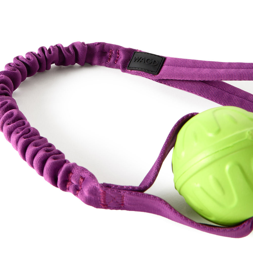 Purple dog training leash with a green ball on a white background