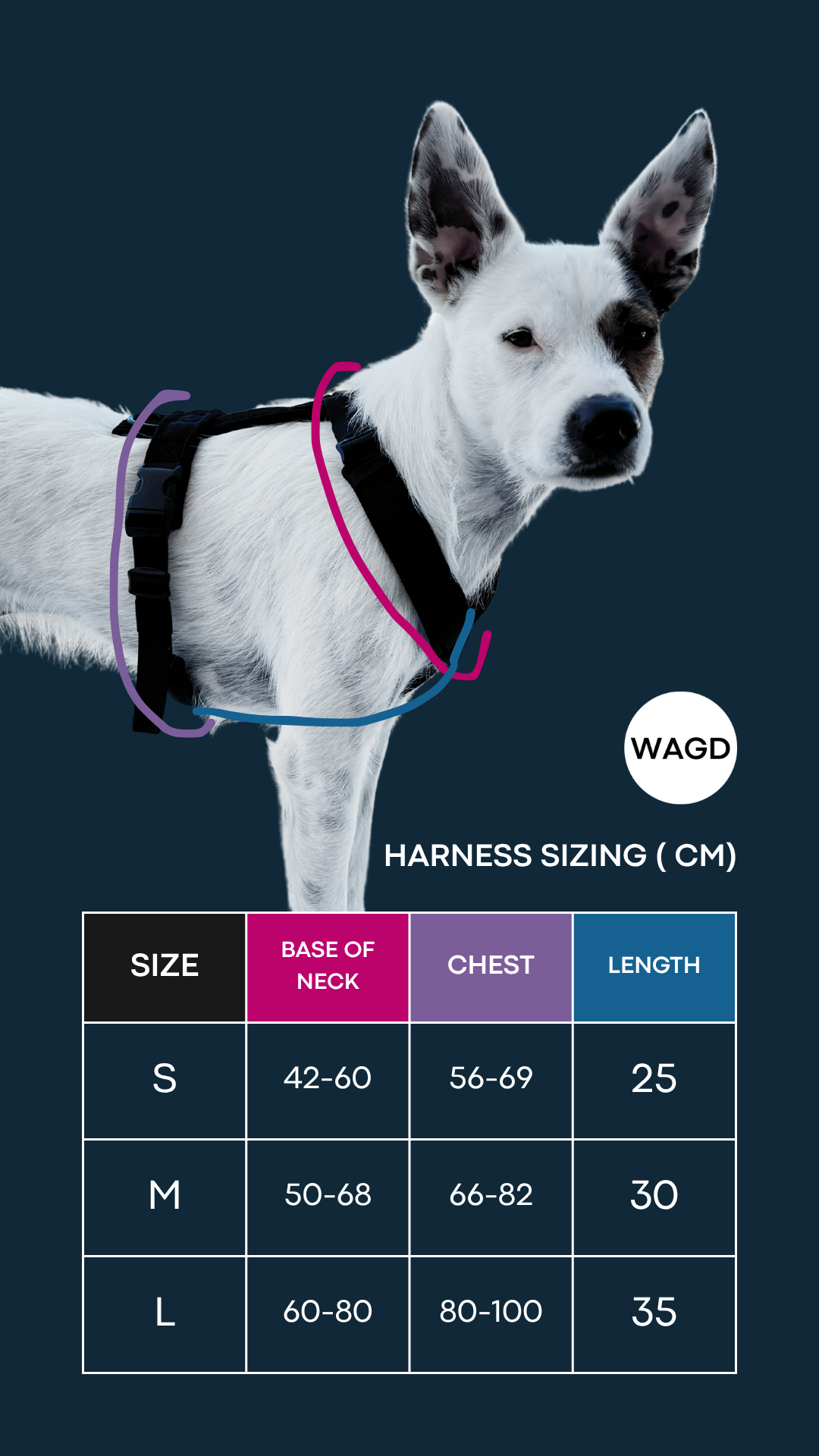 Dog wearing a harness with a size chart on a dark background