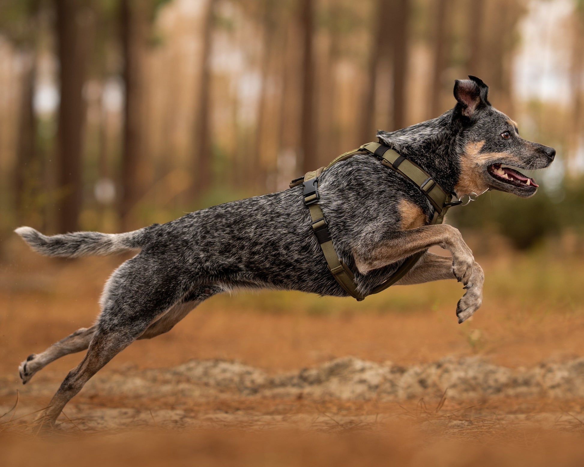 Dog running in a forest with trees in the background