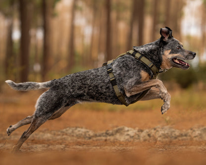 Dog running in a forest with trees in the background