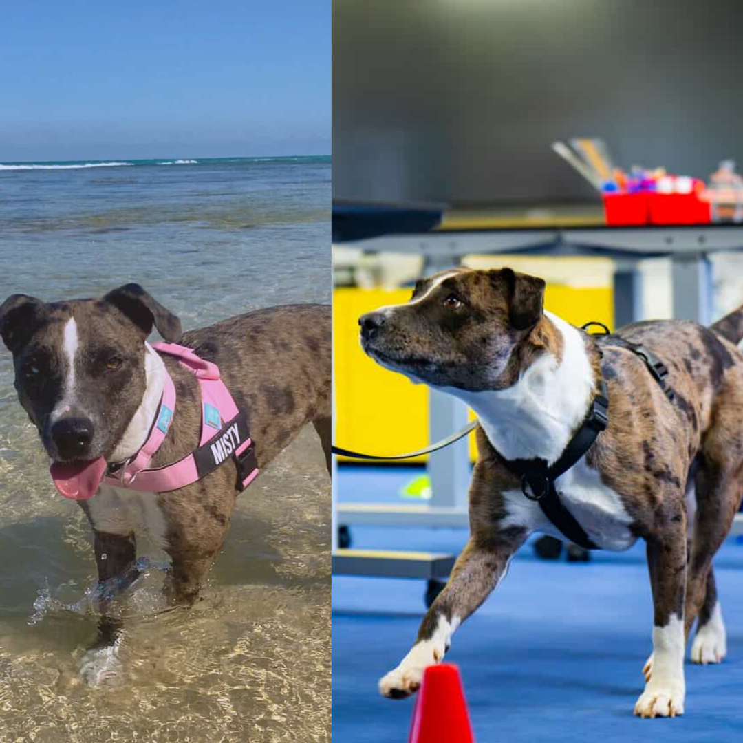 comparison pictures of a dog in a wagd harness versus in a pink harness