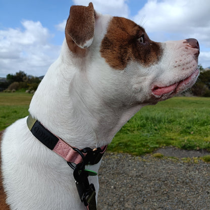 Dog Collar - Olive + Rose