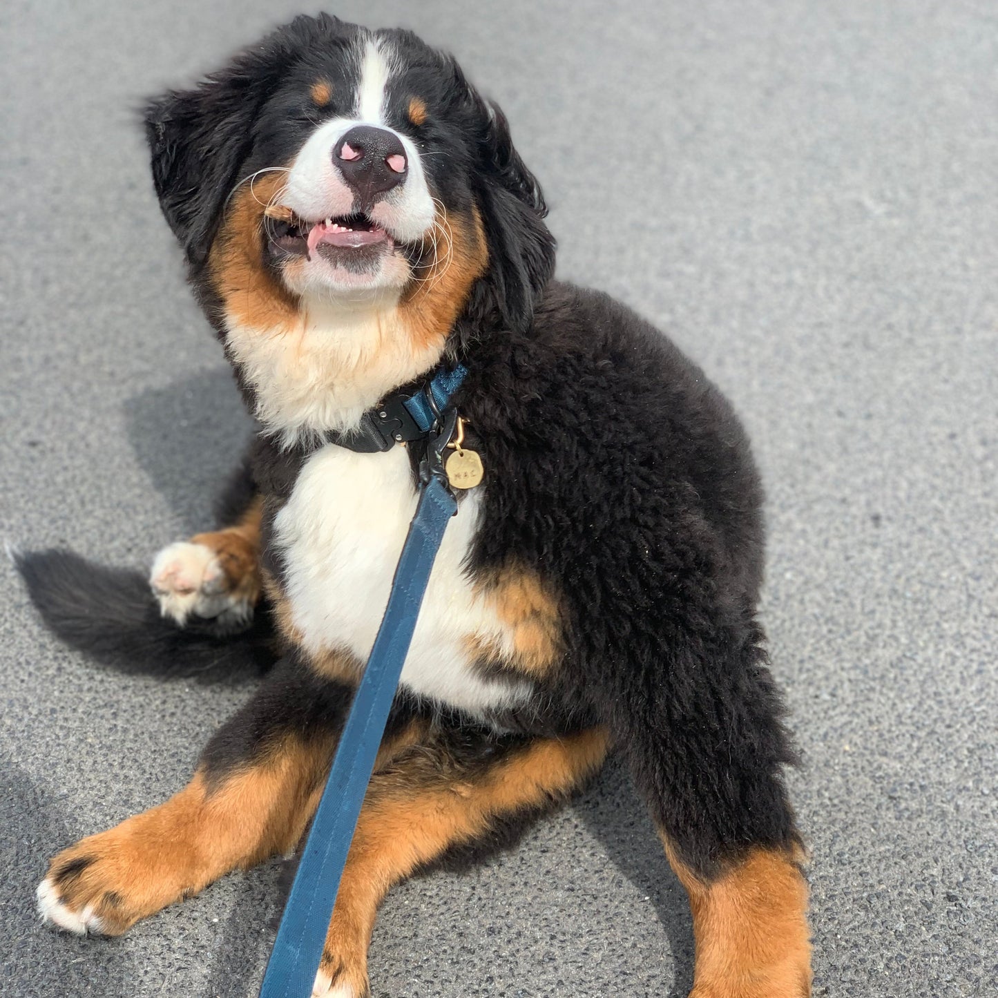 Hands Free Dog Lead