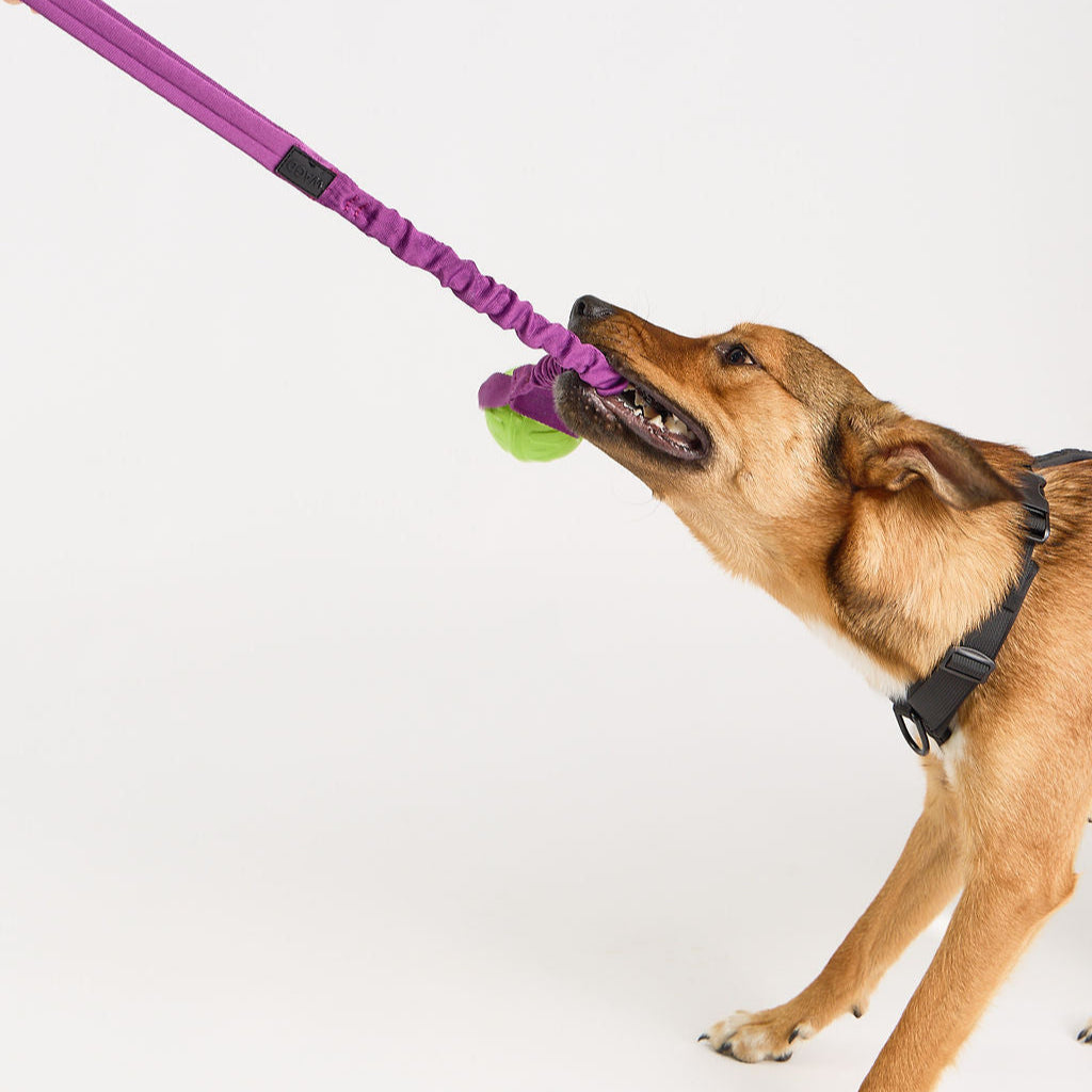 Dog playing with a purple tug toy on a white background