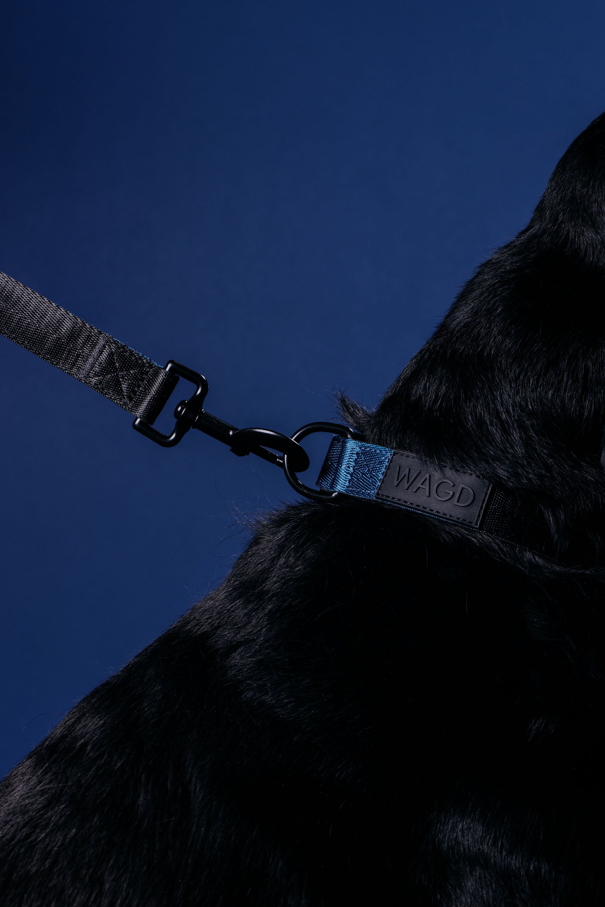 Picture of black Labrador dog neck wearing a black and peacock collar with lead attached.