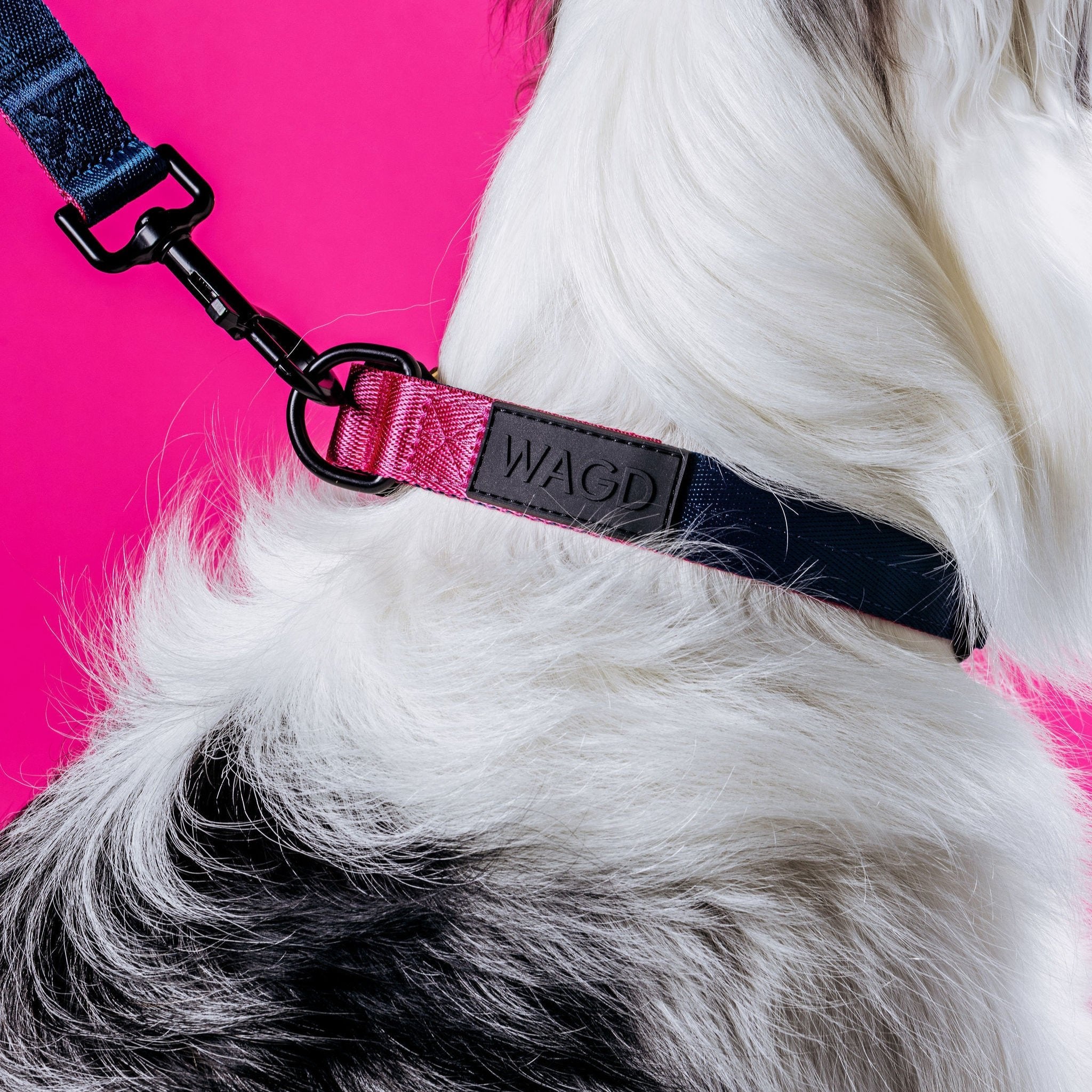 Dog vital halter lead