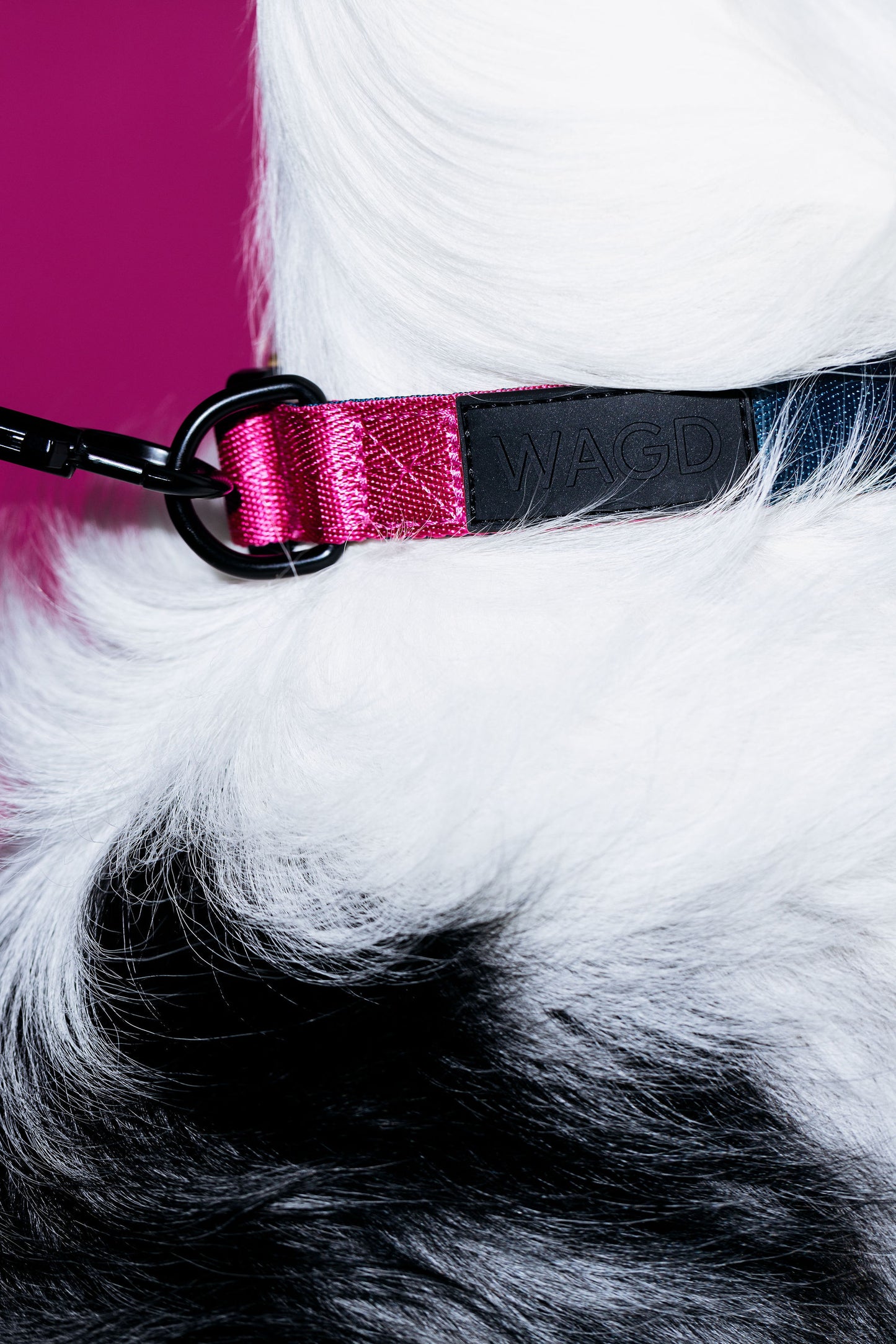Picture of a dogs neck with white fur wearing a collar and lead attached.