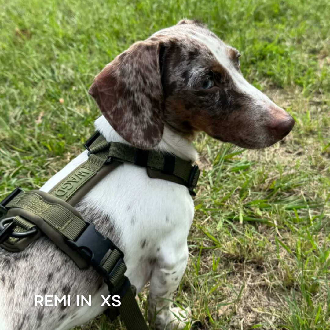 WAGD Dog Harness