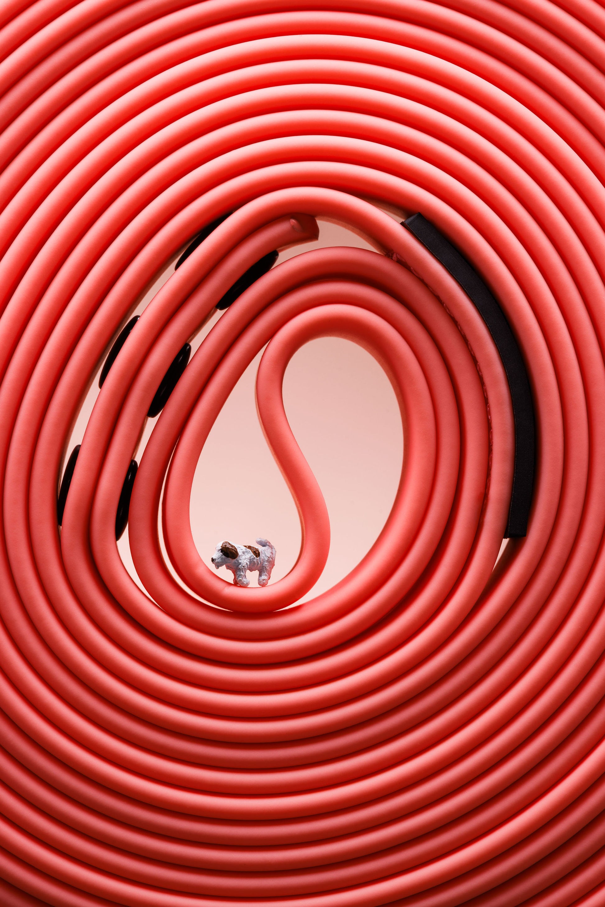 Close up of a coral 5m rubber coated lead rolled up and laid flat on a white background, with a small white and brown model dog  in the middle of the roll.