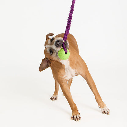 Dog playing with a green ball on a purple rope toy against a white background