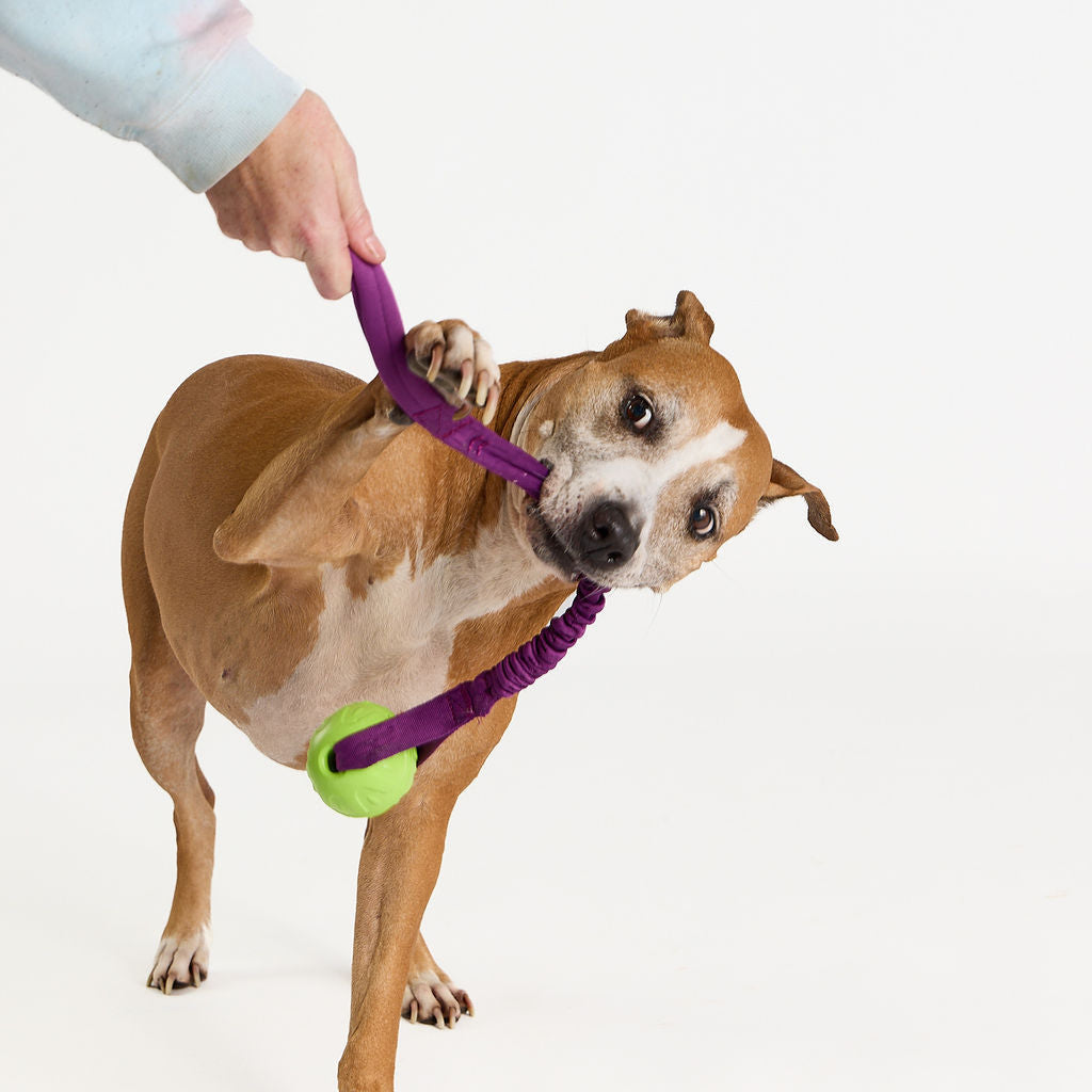 Dog playing with a purple toy and green ball on a white background