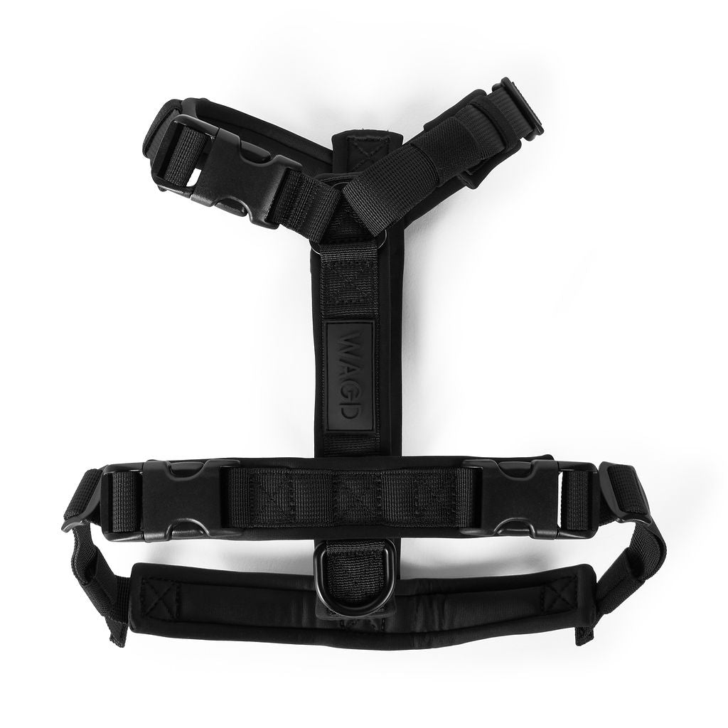 Black dog harness on a white background